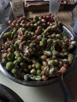 Guamuchil (pinzanes)