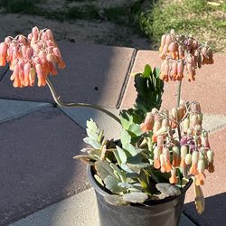 Succulents for sale