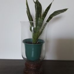 Snake Plant With Pot
