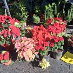 Poinsetias