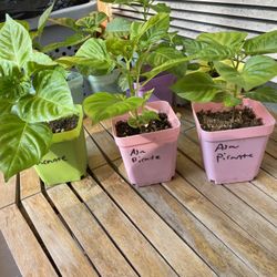 Aha Picante Pepper Plants