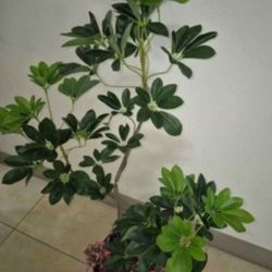 *** CLEARANCE *** Faux Schefflera Plant in a 14" Resin Planter Topped with Colorful Polished Stones / Lavender @ Lasting Creations