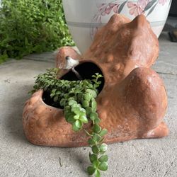 Clay Pot With Elephant Bush Plant For $20
