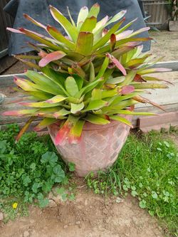 Plants Selling Cutting From Mother Plant