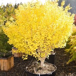 ‘Chi Chi’ dwarf Ginkgo Specimen Tree 