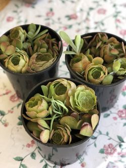 Potted succulents