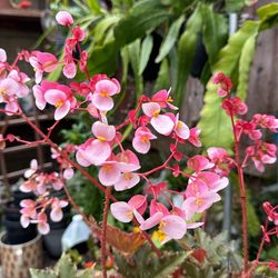 Begonia Plant, Blooming.
