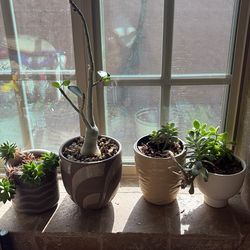 Succulent Bundle set lot