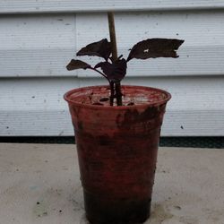 Organic Red Calaloo