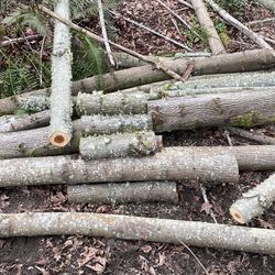 Maple for sale you haul $50 to $100 cash