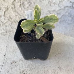 2 Inch Pot Succulent Plant - Plectranthus Neochilus Variegated - Mike's Fuzzy Wuzzy - Blue Lobster - Rooted & Established - Drought Resistant 🪴 Baby 