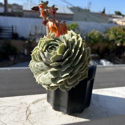 Succulent In Black Planter