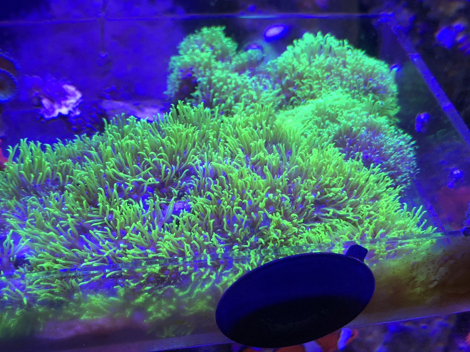 Reef/Corals/frags GSP neon green stars /Kenya tree/pom pom Xenia