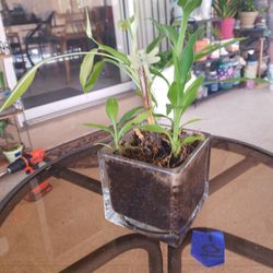 Bamboo in glass square pot 