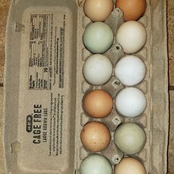 Farm Fresh Chicken EGGS 🥚🥚🍳