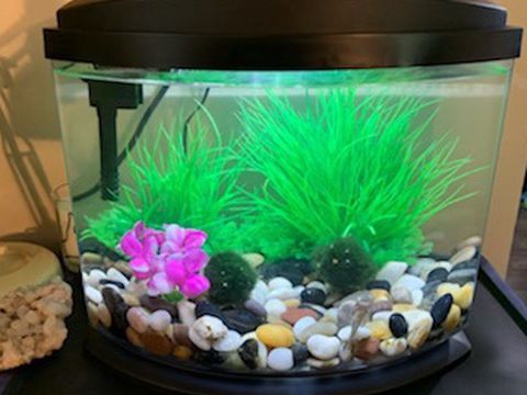 Complete 5 Gallon Fish Tank And Supplies