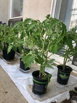 Organic tomatoes only 5 $ sale sale sale