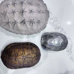 Turtle Shell  Wall Decor