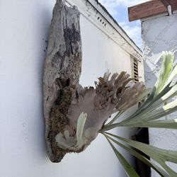Staghorn fern Mounted On Driftwood