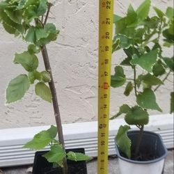 Copper Leaf Plant,  Live 