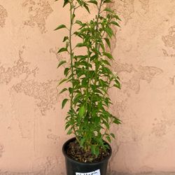 Habanero & Chiltepin Pepper Plants