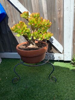 Jade natural plant
