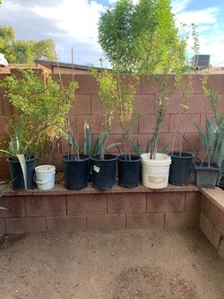 Assorted Potted Desert Plants Collection