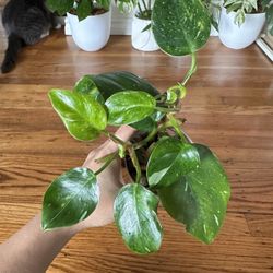 Philodendron White Princess Plant