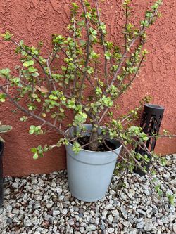 Large Jade Plant in Gray Pot
