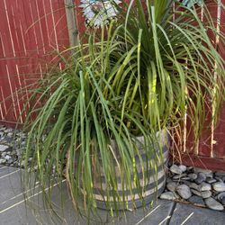 Well Established Plants In Wine Barrels 