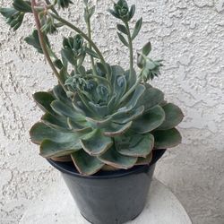 1.5 Gallon Pot Succulent Plant - Echeveria Raindrops - Mexican Hens & Chicks - Rooted & Established Plant - Drought Resistant 🪴