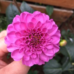 Dahlias