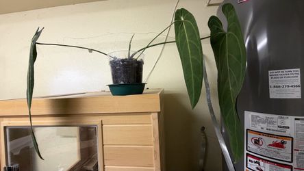 Anthurium Warocqueanum Extra Large