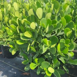 Beautiful Clusias Plants For Inmediate Privacy!!! About 4 Feet Tall!! 