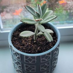 Echeverria in Potting Soil In Clay Pot