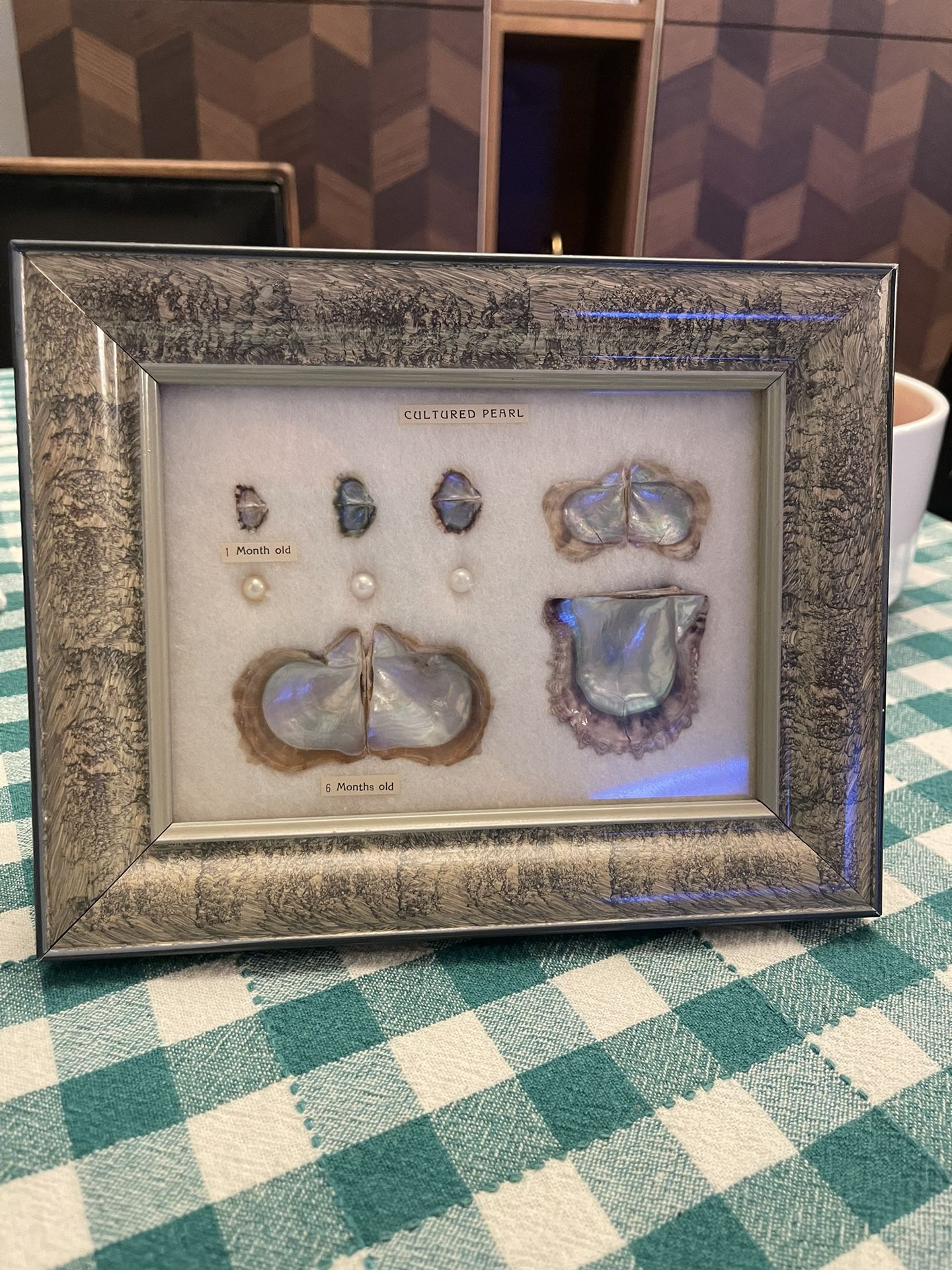 Vintage Cultured Pearl Display