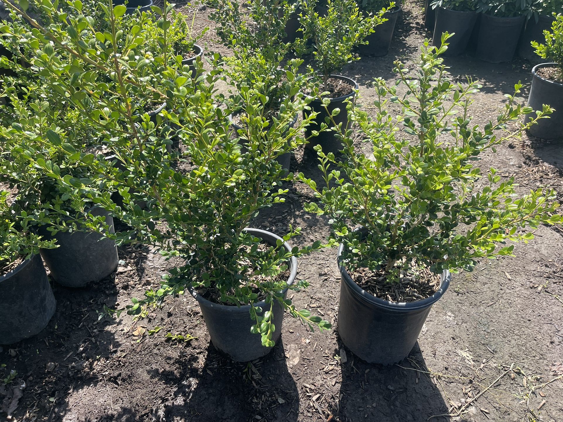 Japones Boxwood