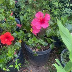 Hibiscus Bush $$22 Each