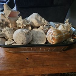 Seashells  Huge Variety