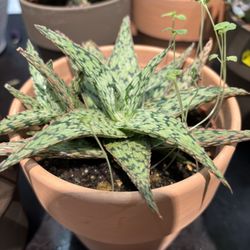 Live Indoor Plant Pot