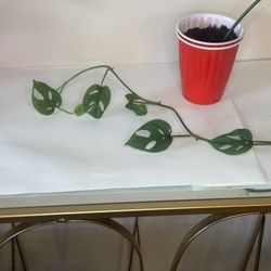 Monstera Adansonii 
