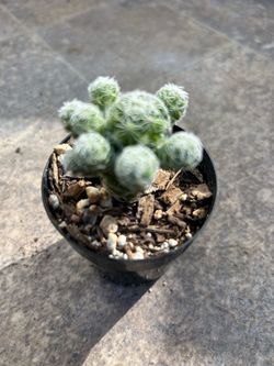 Small plants