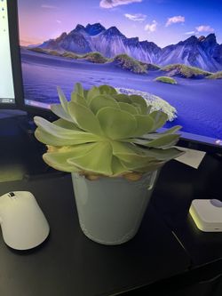 Succulent Plant With Pot 