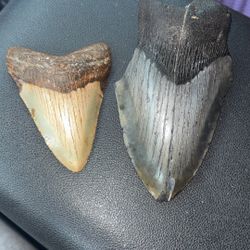 Megalodon Teeth. 