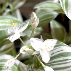 Tradescantia Albiflora Variegated Easy To Care House Plant In Black Pot 5. 5”H.