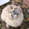 Jasmin