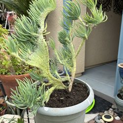 Mermaid Tail Succulents