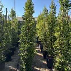 Eugenia Privacy Hedge