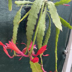 Blooming Epiphyllum Orchid Cactus Full Plant, Is Médium Size Flowers. In 1 Gallon Pot Pick Up Only