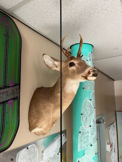 Taxidermy Deer mount